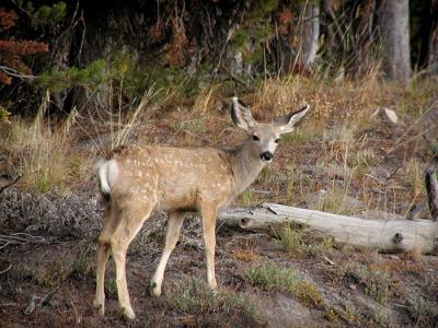 mule deer fawn 1.jpg