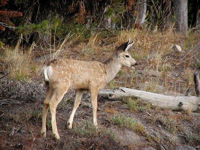 mule deer fawn 2.jpg