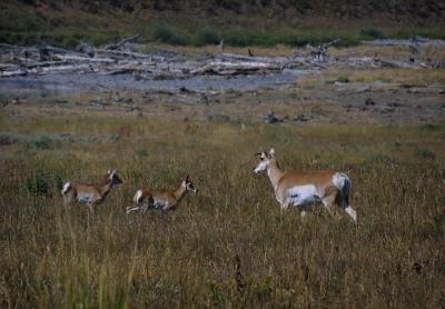 pronghorn she and young.jpg