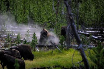 bison at rive dust.jpg