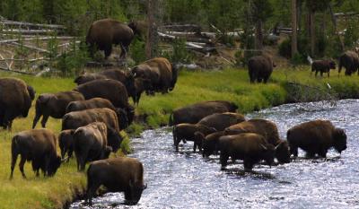 bison cross river 1.JPG