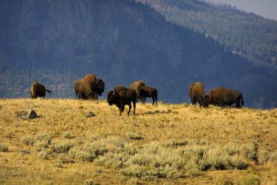 bison field.jpg