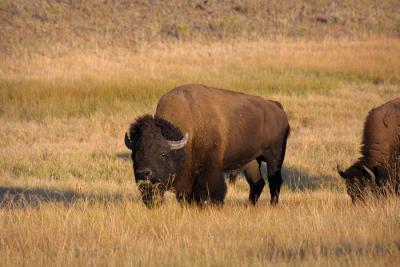 bison graze mouth.jpg