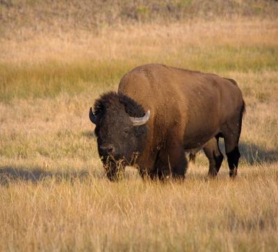 bison graze mouth 2.jpg