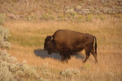 bison side.jpg