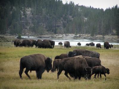bison at  lake.jpg