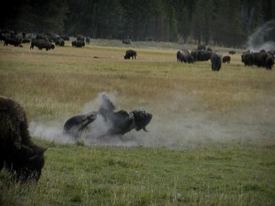 bison roll dust.jpg