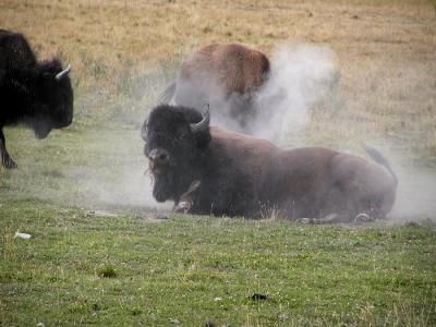bison roll dust 2.jpg