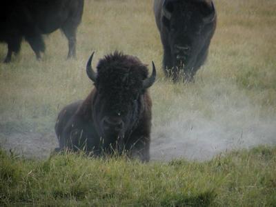 bison roll dust 3.jpg