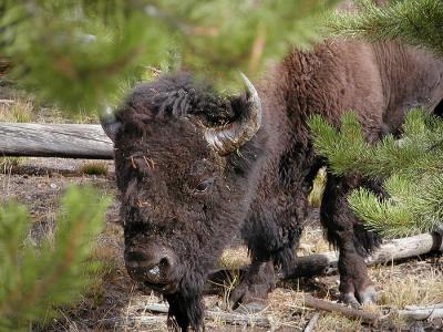 bison thru trees.jpg