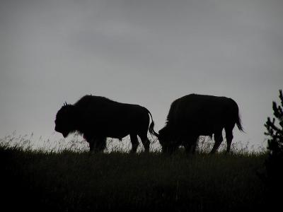 bison sill.jpg