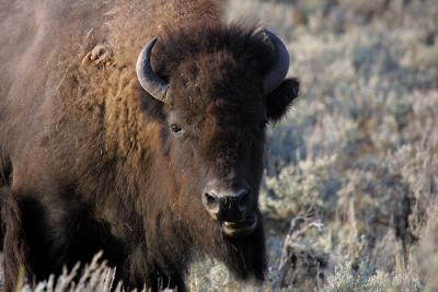 bison look 2.jpg