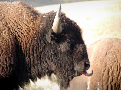 bison tongue.jpg
