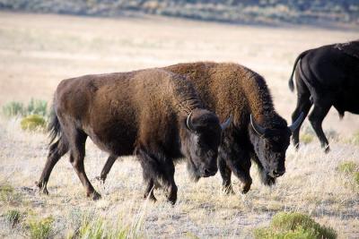 bison two step.jpg