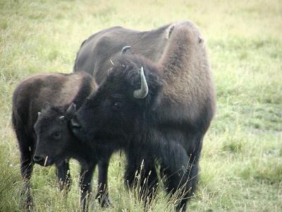 bison mom and child.jpg