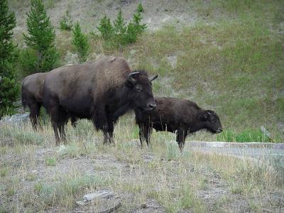 bison mom and child 2.jpg