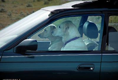 dogs in car.jpg
