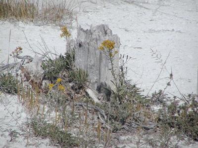yellowstone__mammoth_area
