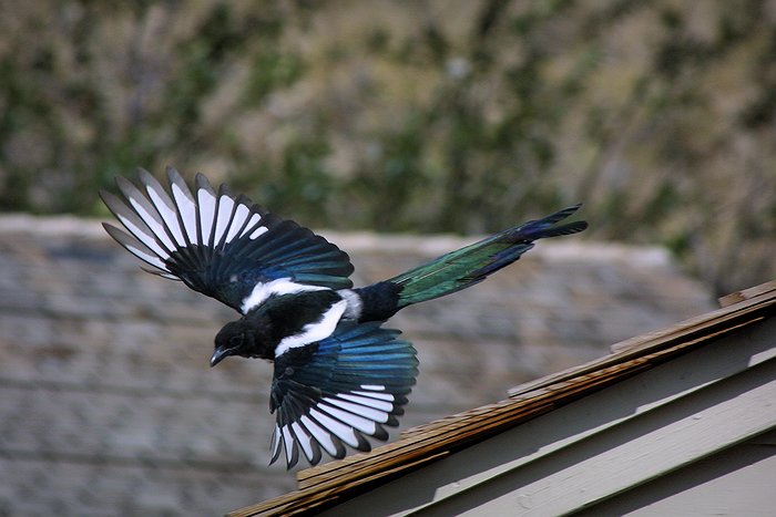 black billed magpie fly.jpg