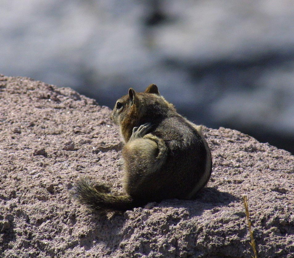 chipmonk start scratch.JPG