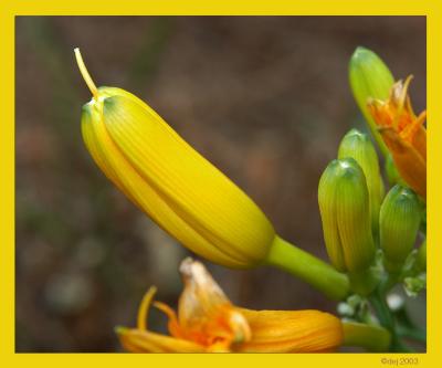 Backyard Flower.jpg