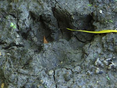 u32/demorcan/medium/31511457.Footprint.jpg