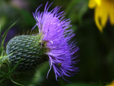 Thistle and Bug.jpg