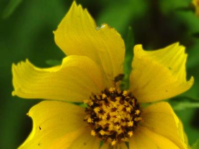 Yellow Flower 8-28.jpg