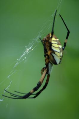 Argiope Spider 02.jpg