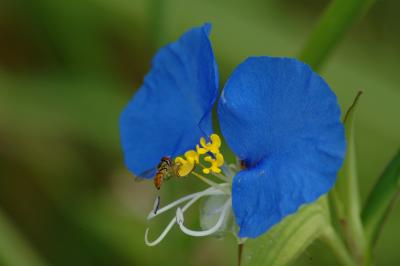 Fly and Dayflower.jpg