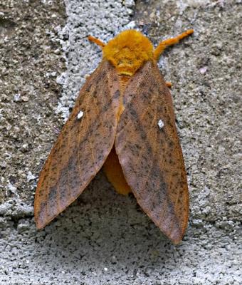 Female Spiny Oakworm moth (Anisota  stigma)?