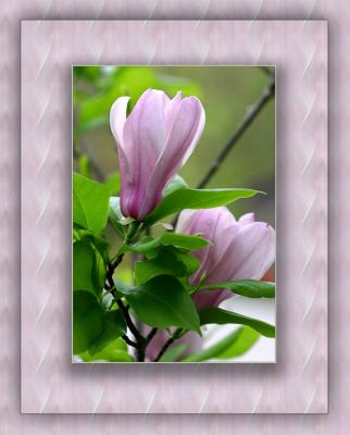 Magnolia on Seamless Tiled Background