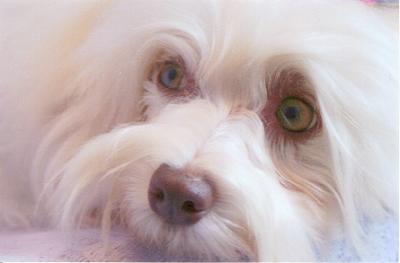 See my green eyes and chocolate nose?