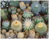 Cactus Garden