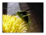 Katydid