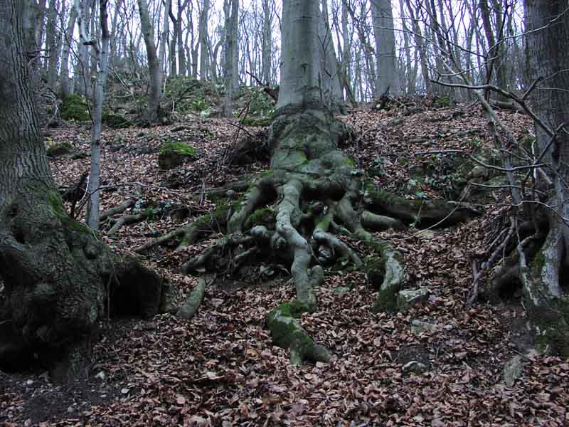 Nature2.jpg
