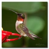 DSC_1116b750.jpg