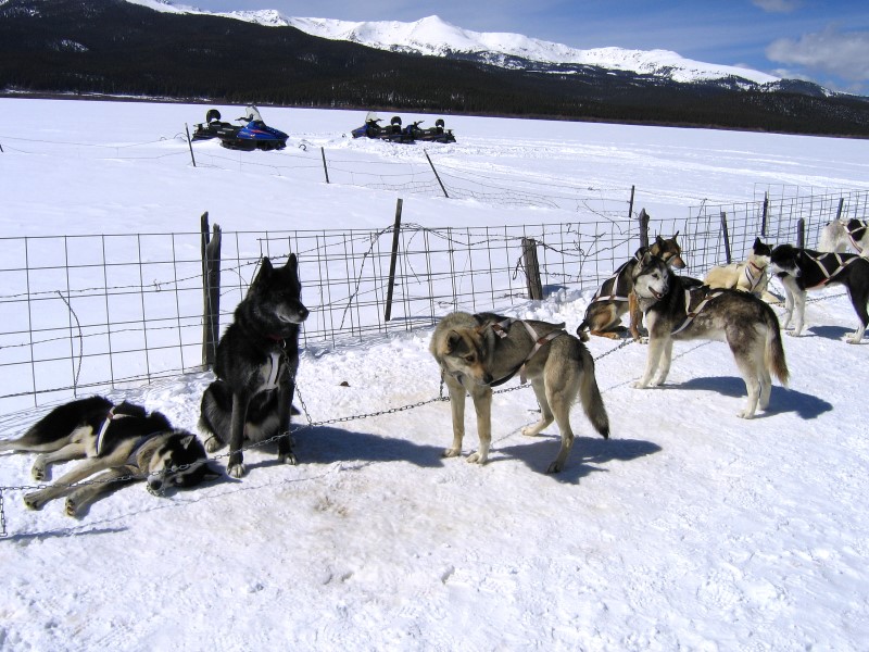 Dog Sledding