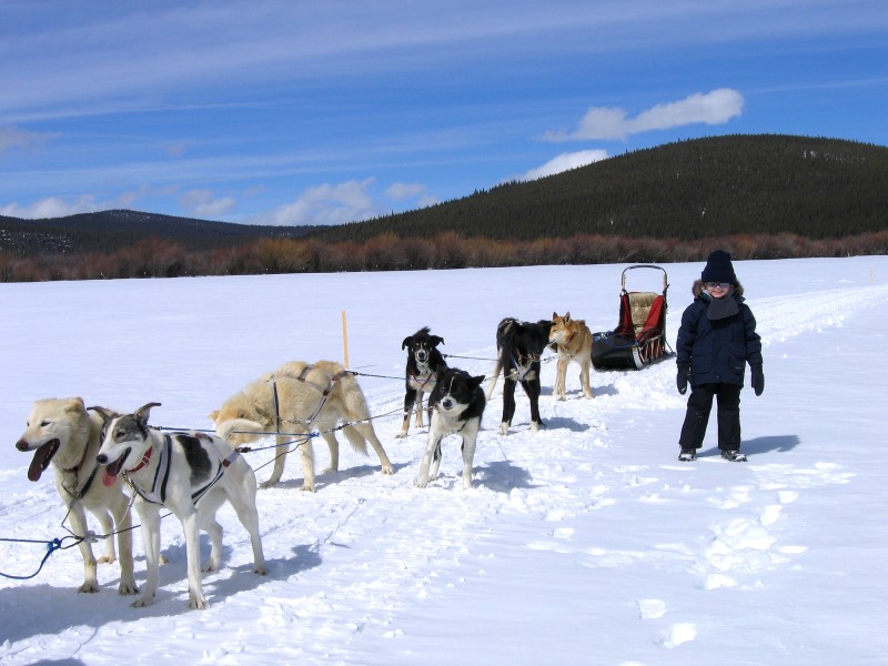 Dog Sledding