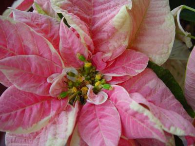 Poinsettia