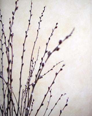 Catkins    March 22