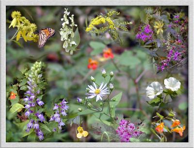 Late Summer Wildflower Composite ~ 2003