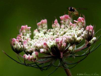 Queen Anne's Lace opening