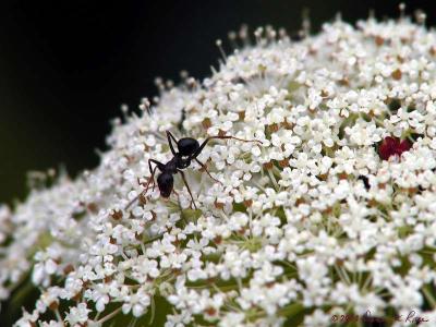 Queen Anne's Lace and Ant