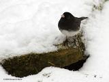 <b>Junco</b><br>Jan 19th