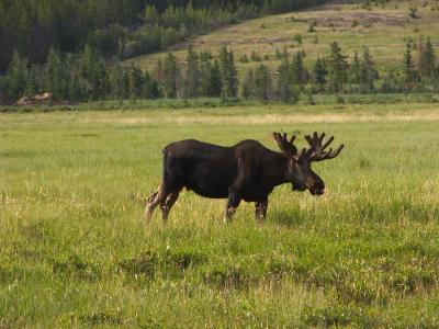 Bull Moose in the Yukon