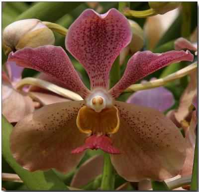 Orchid 25 - Vanda Roberta Chua