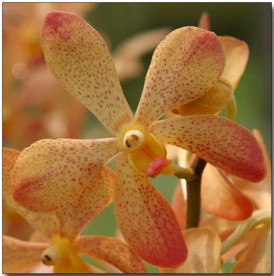 Orchid 28 - Mokara Walter Oume Yellow