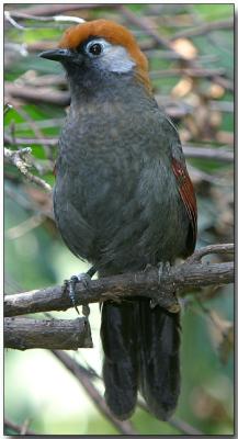 Red-tailed Laughing Thrush