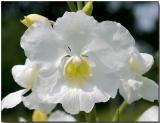 Orchid 24 - Vanda Poepoe Diana